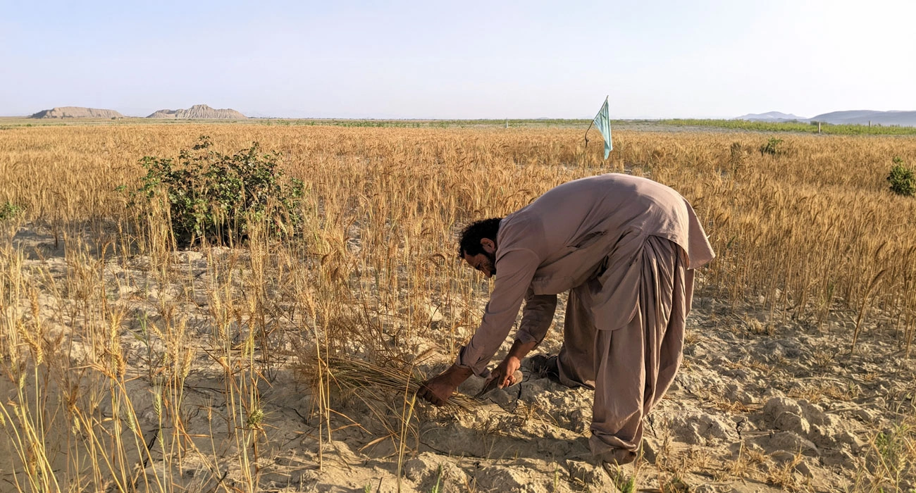 The Desert Is Becoming a Laboratory for the Future of Food