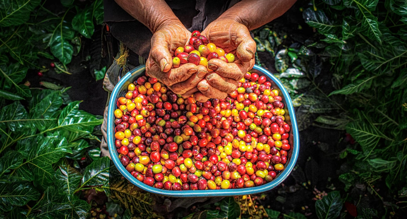 The Entrepreneur Who Turned Colombian Coffee Into a Global Story
