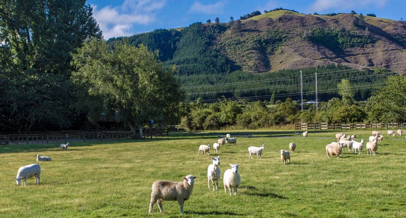 Jeremy Moon: How New Zealand Wool Became a Global Performance Brand