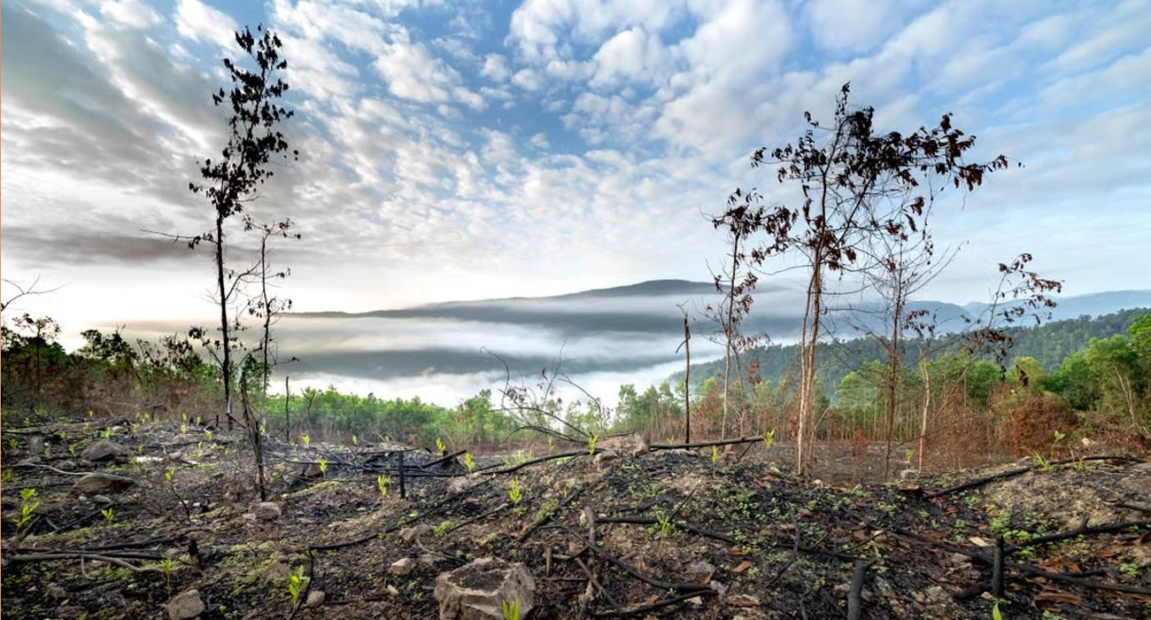 The New Economics of Forest Restoration: Why Restoring Nature Is Becoming an Investment Story
