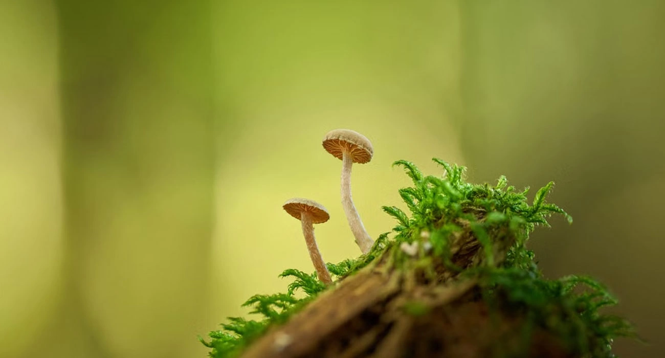 When Fungi Become Artists, Musicians and Cultural Storytellers