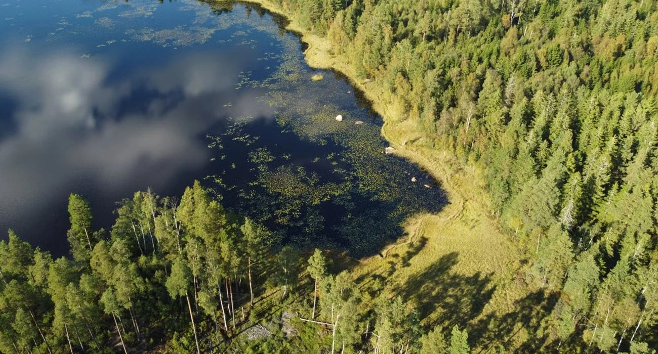 Restoring the World’s Forests: Why Restoration Is Becoming an Economic Opportunity