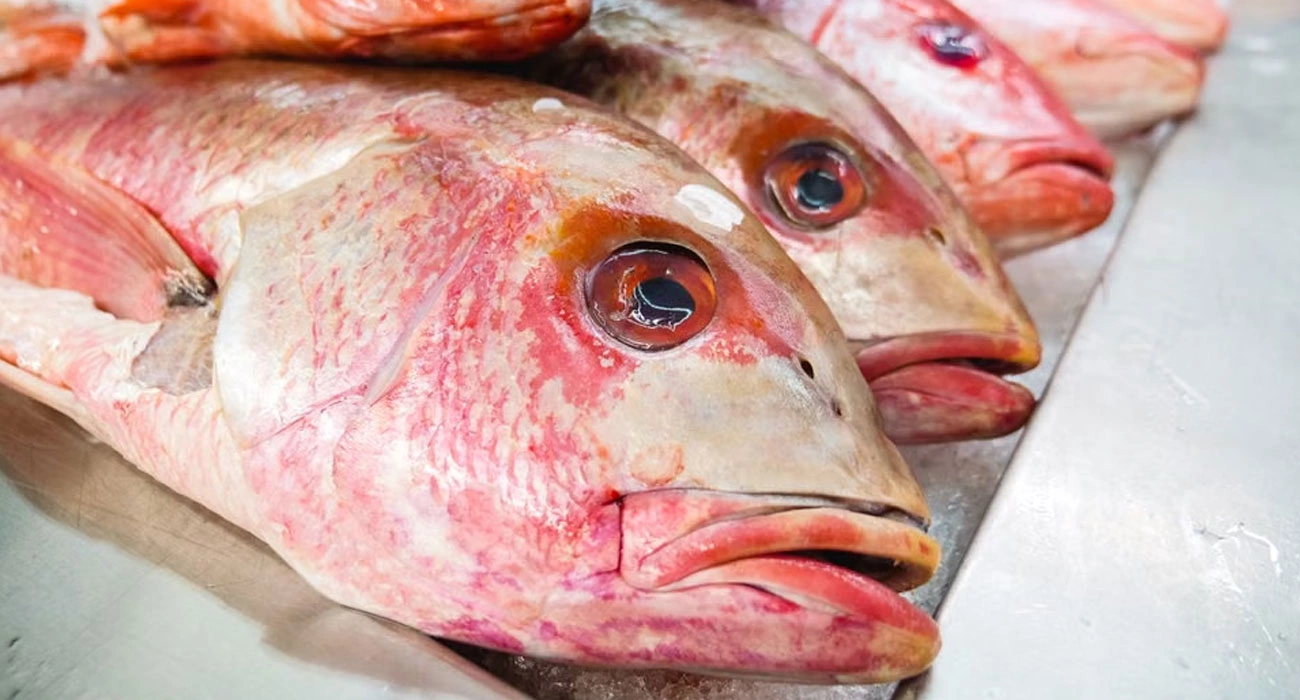 Maqbulatin Nuha: Turning Underused Fish Into a New Coastal Food Economy