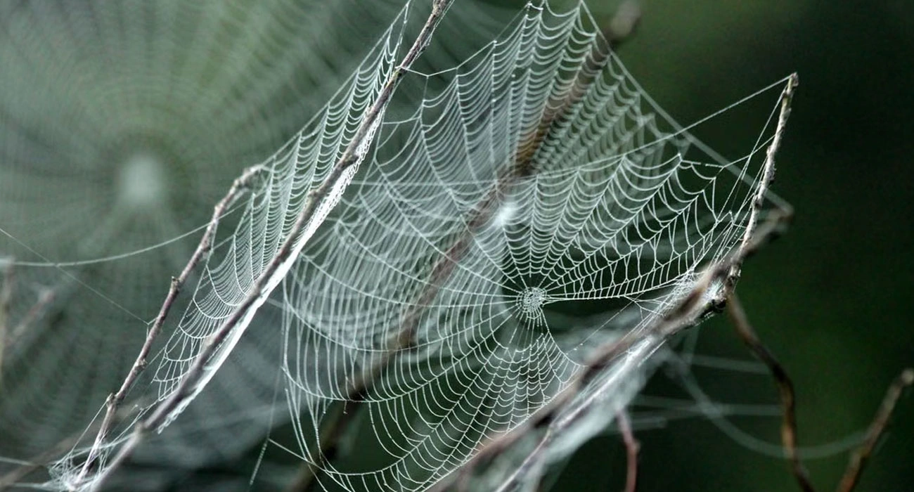 Nature as a Blueprint: Why Biomimicry Is Emerging as a New Innovation Frontier