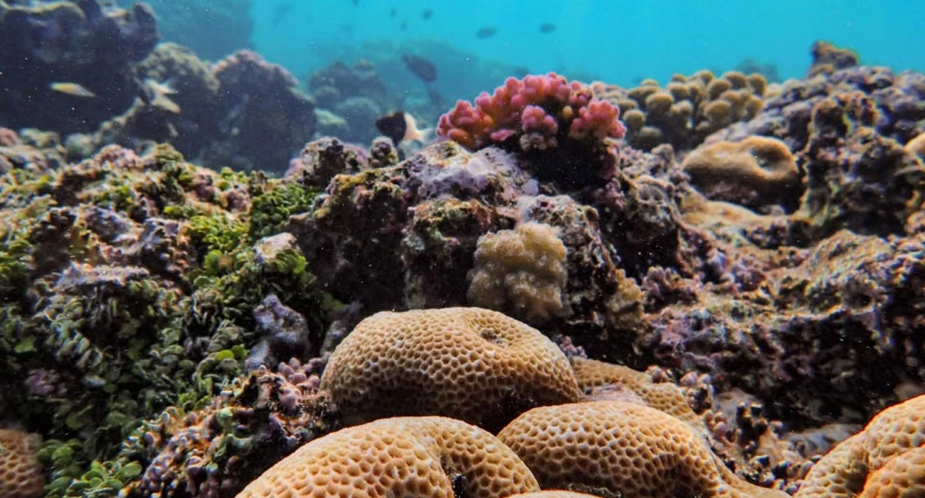 Nermin Sena Özger: Turning Discarded Mussel Shells Into Living Reefs